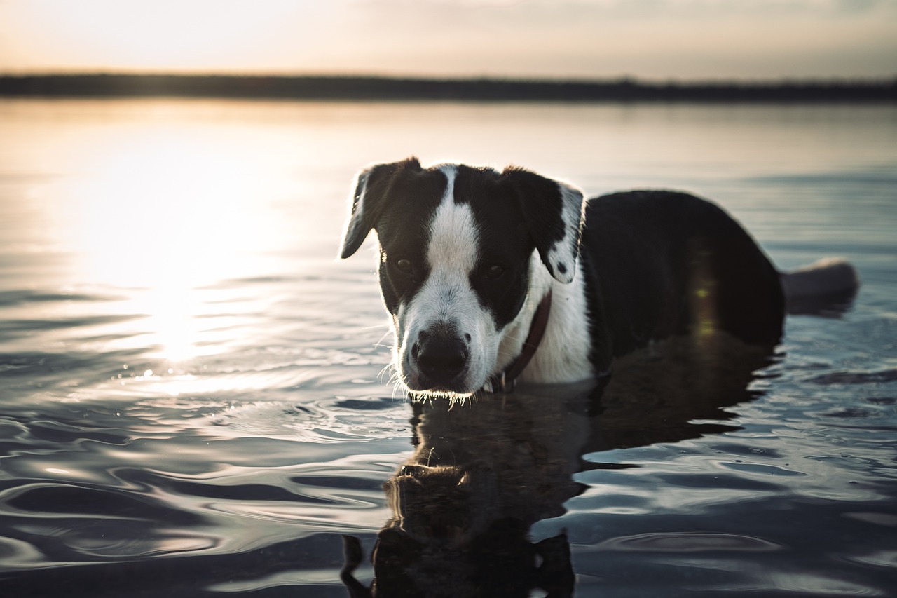 How to Teach Your Dog to Find Hidden Treats